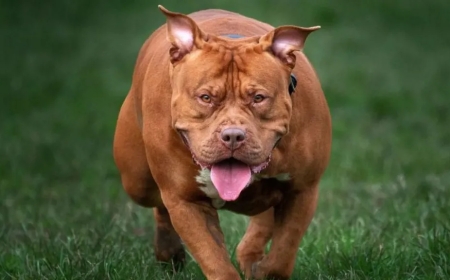 XL Bully owner to have dog destroyed after attack