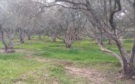 Gaza will be in the shadow of famine as long as we cannot plant our land