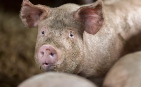 Des maladies contagieuses frappent  les porcs, les autorités appellent à la vigilance