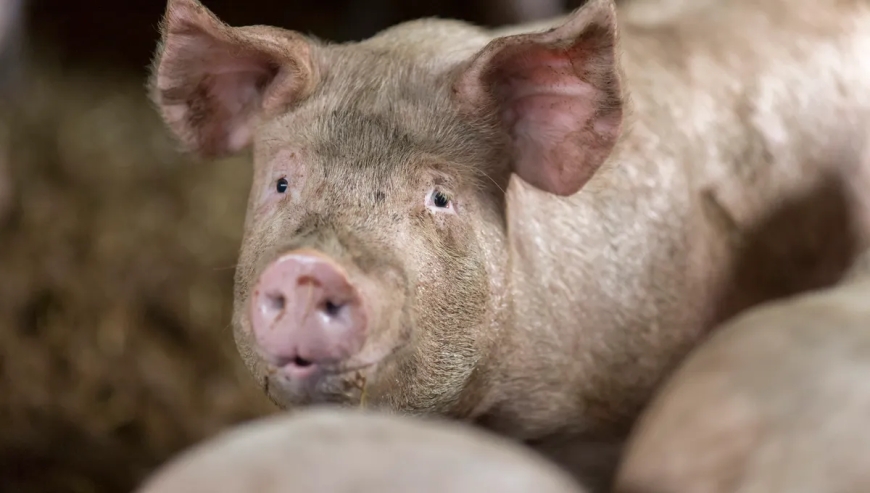 Des maladies contagieuses frappent  les porcs, les autorités appellent à la vigilance