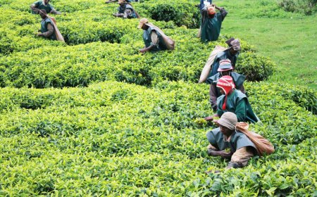 Production de thé sec : une stabilité apparente qui cache une baisse progressive