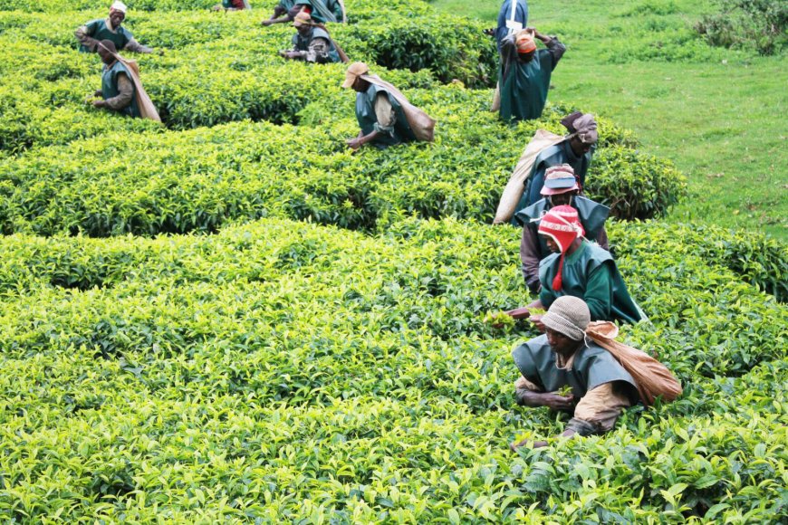 Production de thé sec : une stabilité apparente qui cache une baisse progressive