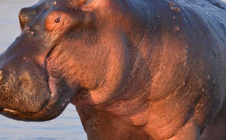 Un mort et un blessé grave après une attaque d’hippopotame à Rumonge