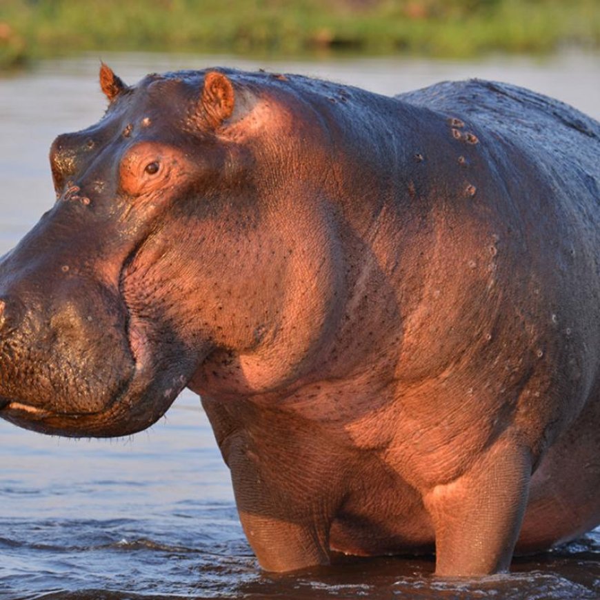 Un mort et un blessé grave après une attaque d’hippopotame à Rumonge